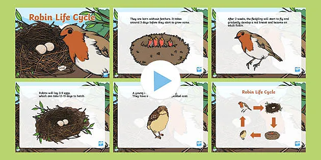 Robin Life Cycle Powerpoint Teacher Made