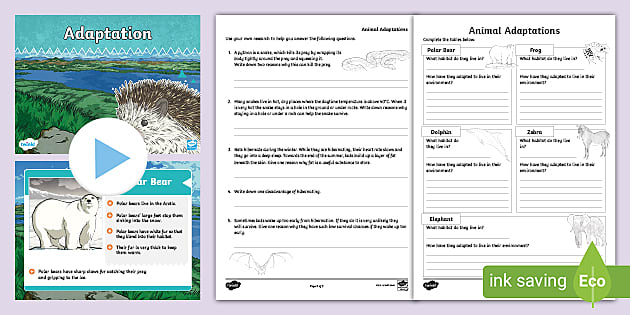 Animals That Adapted | Differentiated Lesson Pack | Twinkl