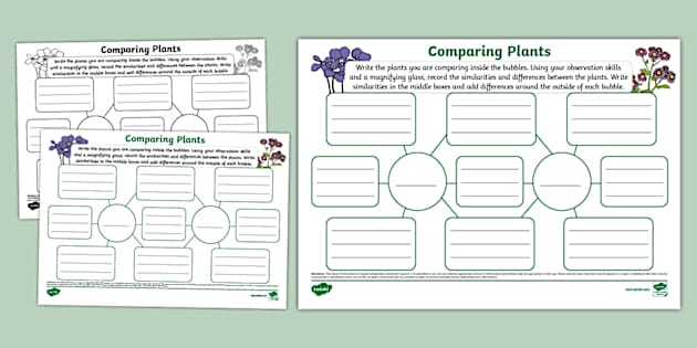 Comparing Plants Mind Map (teacher made) - Twinkl