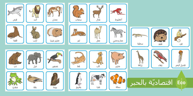 بطاقات الحيوانات