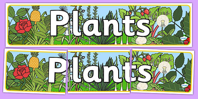Plants Display Banner - plants, plant, display banner, banner