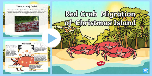 Christmas Island Crab Migration PowerPoint – Australia Christmas Island Crab Migration PowerPoint – Australia