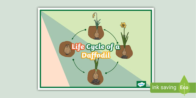 Life Cycle Of A Daffodil Display Poster Teacher Made 