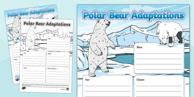 Polar Bear Adaptations Fact File Template (teacher made)