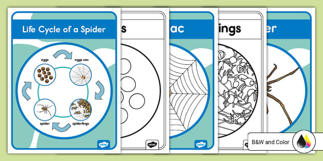 Spider Research Graphic Organizer (Teacher-Made) - Twinkl