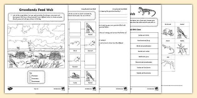 Grasslands Food Web Activity Biology Diagrams