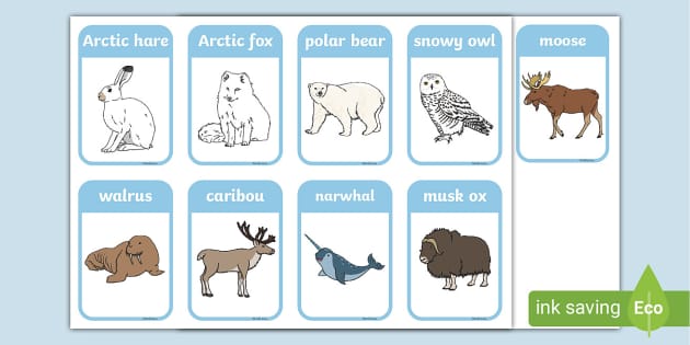 Arctic Animal Flash Cards - Polar Regions - Geography - KS1