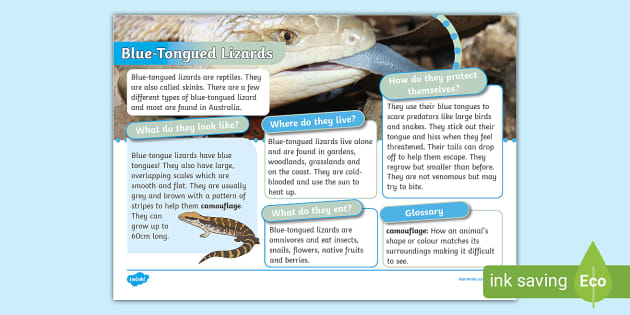 KS1 Blue-Tongued Lizard Fact File (professor feito) - Twinkl