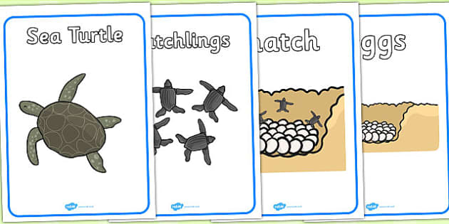 Sea Turtle Life Cycle Growth Display Posters (under the Sea)