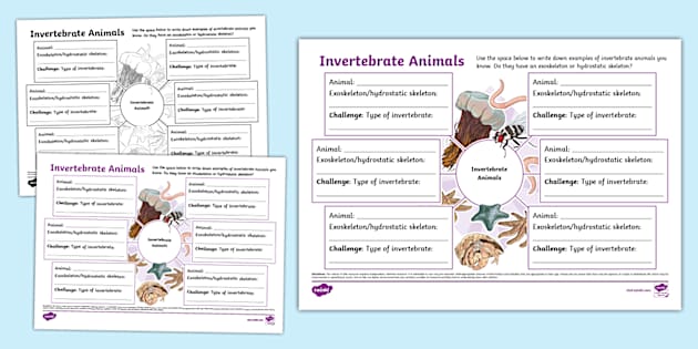 Invertebrate Animals Mind Map (teacher made) - Twinkl