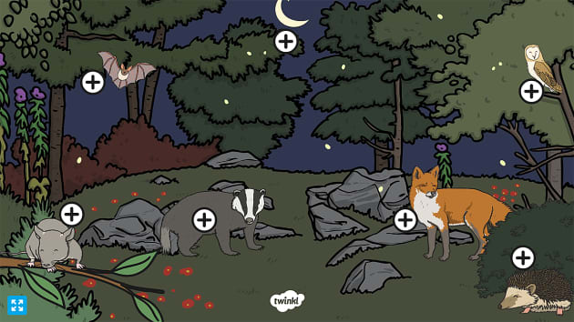 identifying nocturnal animal sounds east tn identifying nocturnal animal sounds east tn