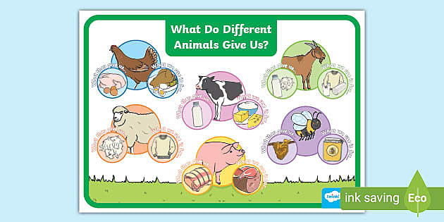 What Do Different Animals Give Us Display Poster - Twinkl