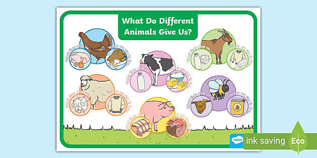 what-do-different-animals-give-us-display-poster-twinkl