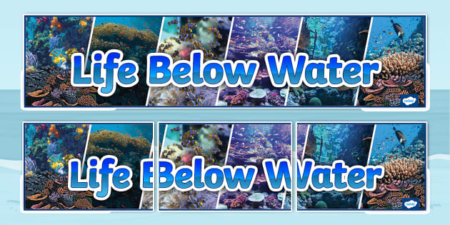 Life Below Water Photo Display Banner (Teacher-Made)