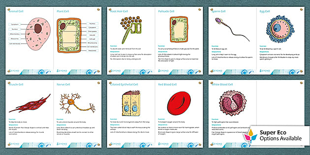 Labelled Cells Display Posters | Twinkl (Teacher-Made)