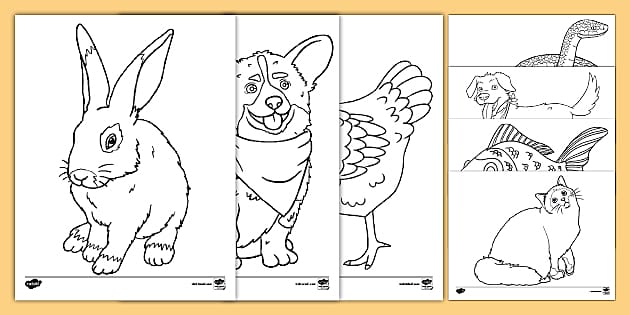 Pets Coloring Pages | Arts and Crafts | Twinkl USA - Twinkl