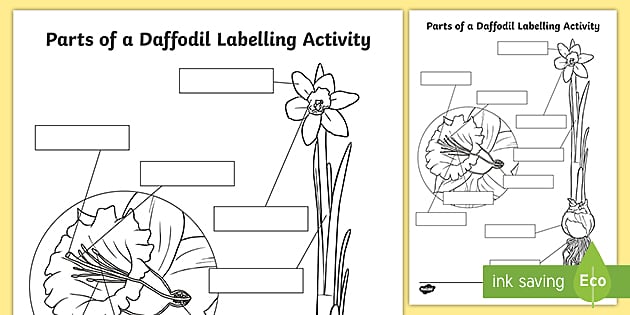 Parts of a Daffodil Labelling Activity (teacher made)