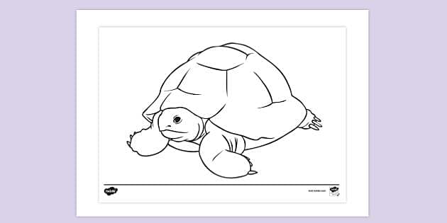 Easy Turtle Drawing and Coloring | Step by Step Simple Turtle Drawing | How  to Draw a Tortoise - YouTube