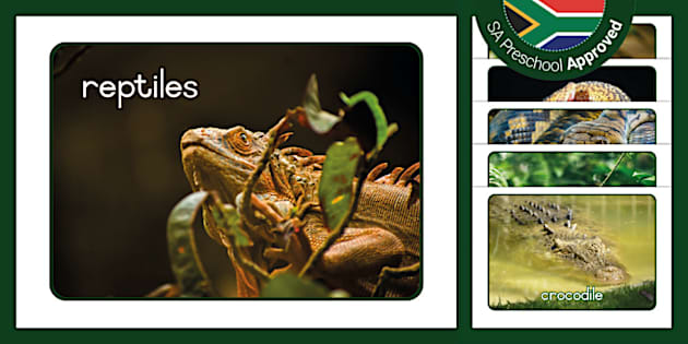 Reptiles: Display Photos (Teacher-Made) - Twinkl