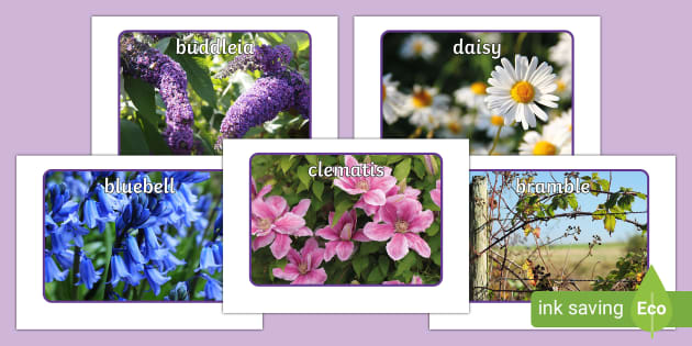images of flowers and their names