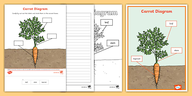 Carrot Diagram Pack (teacher made) - Twinkl