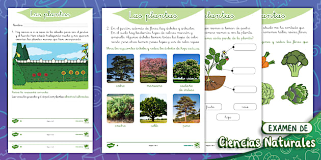 Examen competencial: Las plantas - Primer ciclo - Twinkl