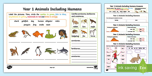 animals including humans homework year 1