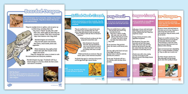 Australian Lizards Fact Files (teacher made) - Twinkl