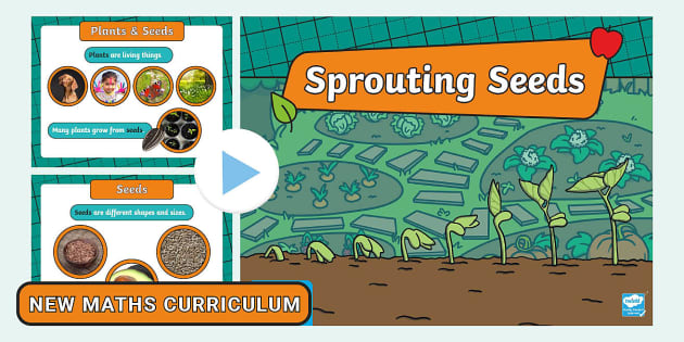 Sprouting Seeds PowerPoint (Hecho Por Educadores) - Twinkl