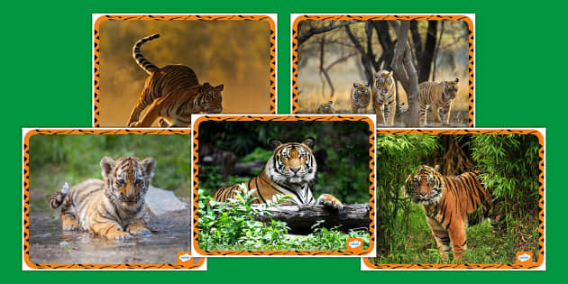 Tiger Facts For Kids, Teaching Wiki
