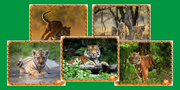 What Is a Bengal Tiger?, Teaching Wiki