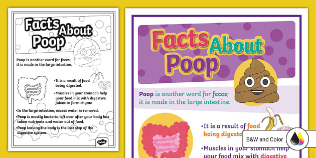 Facts About Poop Poster (teacher made) - Twinkl