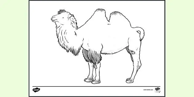 camel face coloring page