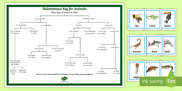 Dichotomous Key for Animals Matching Game (teacher made)