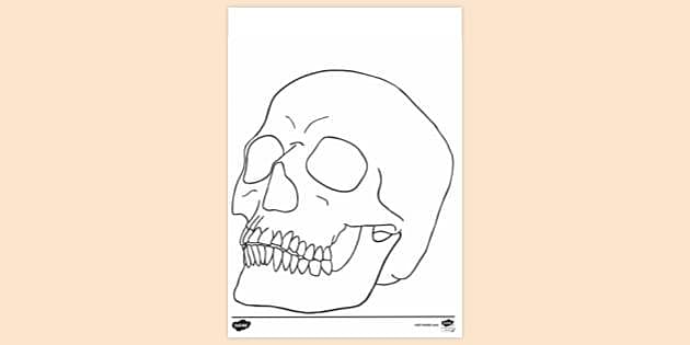 FREE! - Skull and Crossbone Colouring Sheet - KS1 Resources - Twinkl