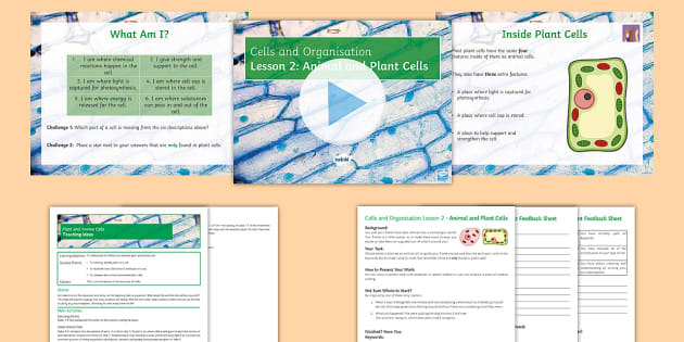 Animal and Plant Cells | KS3 Cells and Organisation | Beyond
