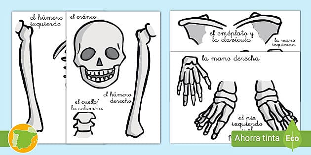 Imágenes para recortar: El esqueleto humano (teacher made)