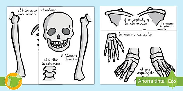 acceso Cooperación lavanda Huesos del cuerpo humano: imágenes para imprimir - Twinkl