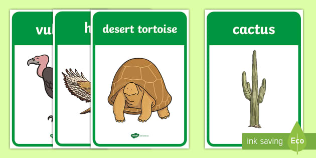 Desert Habitat Posters (teacher made) - Twinkl