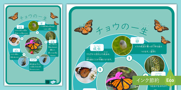 チョウの一生ポスター 理科の教材 - Twinkl