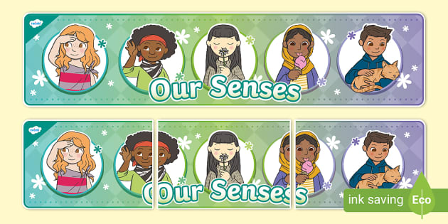 Our Senses Display Banner (Teacher-Made) - Twinkl