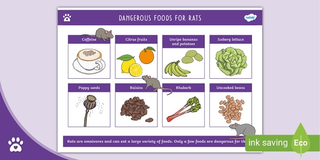 Dangerous Foods for Rats List Rat Care Twinkl Pets
