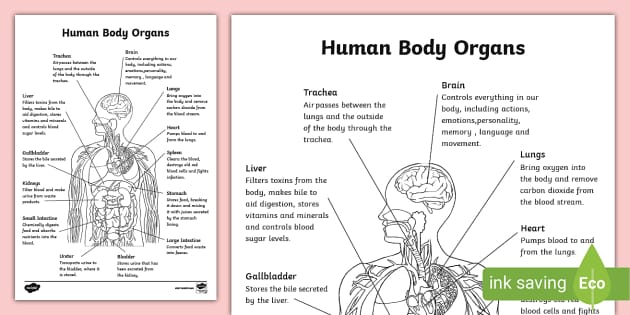 free-printable-anatomy-and-physiology-colouring-page