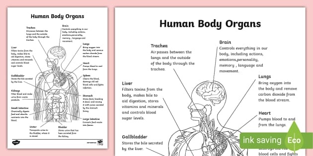 Free Anatomy Coloring Sheets | Printable Anatomy Pages