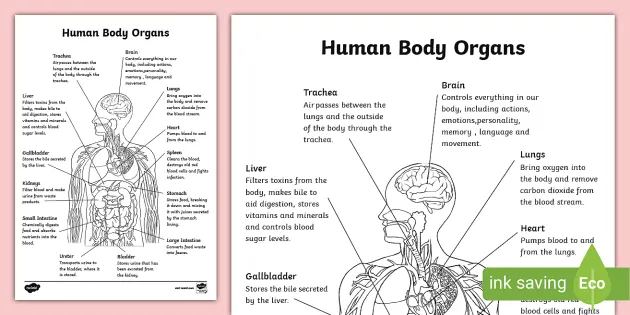 Basic A&P Labelling Human Heart Quiz