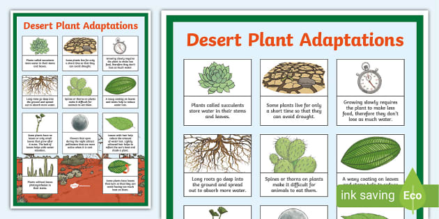 Desert Plant Adaptations Display Poster - Teaching Resource