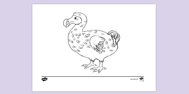 Dodo D300329 Educational Pirate Colouring Poster