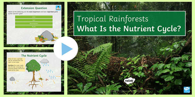 nutrient-cycle-for-a-tropical-rainforest-powerpoint-beyond