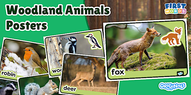 Originals First Words Posters: Woodland Animals