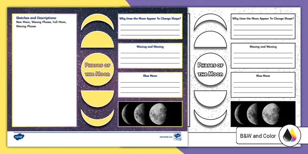 Spider Research Graphic Organizer (Teacher-Made) - Twinkl